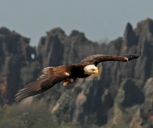 eagle