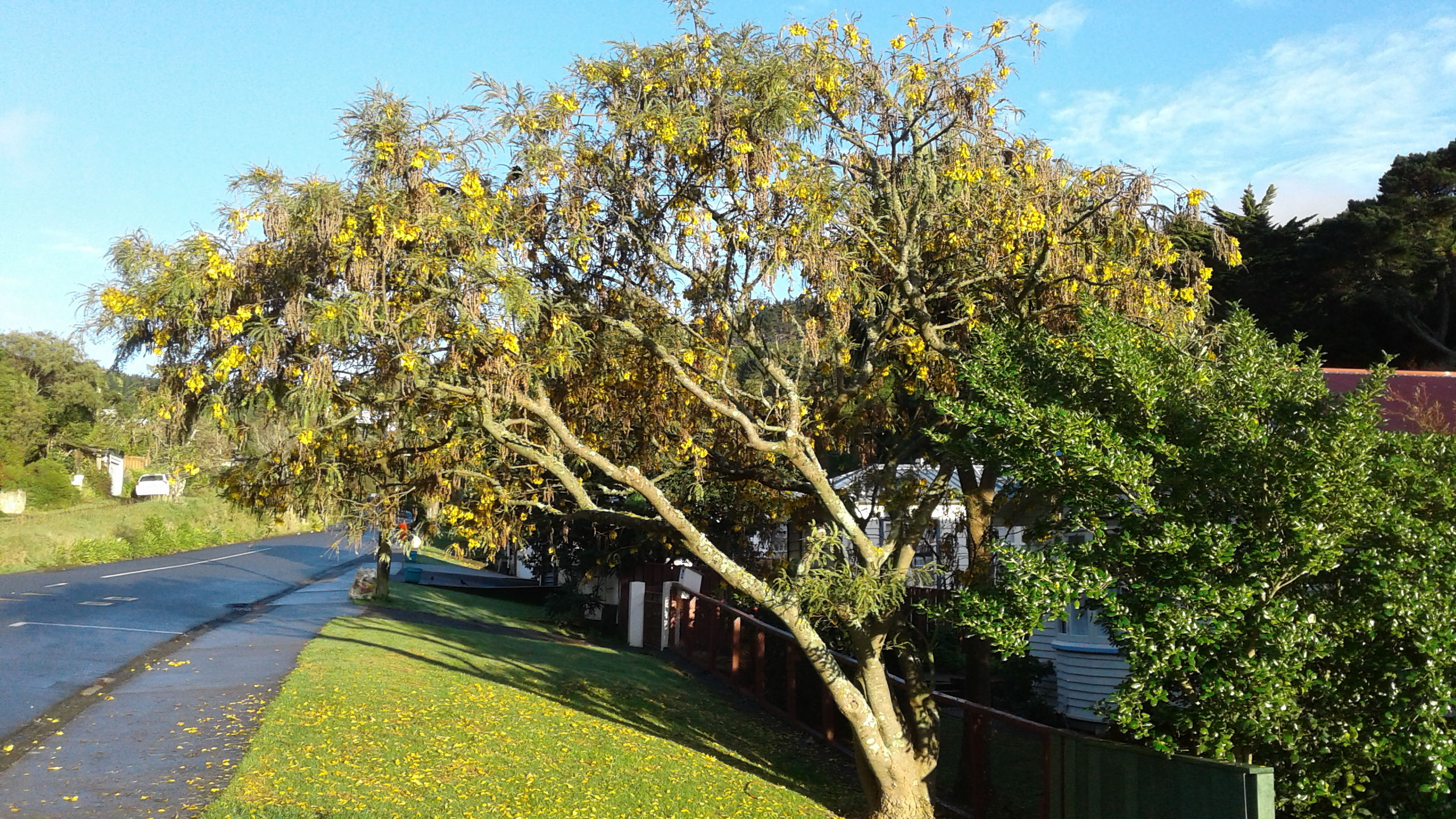 Kowhai 1